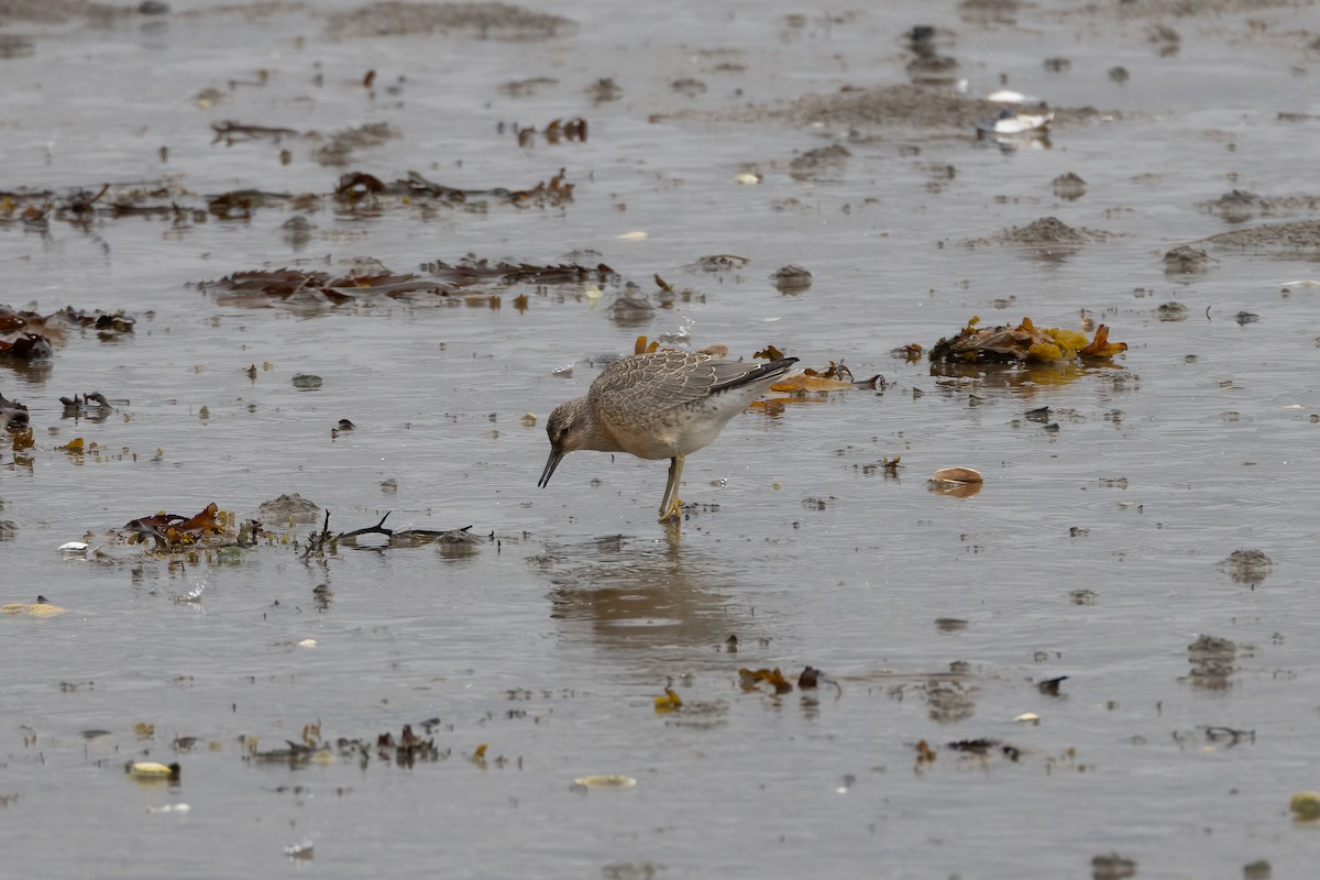 Red Knot - ML607765131