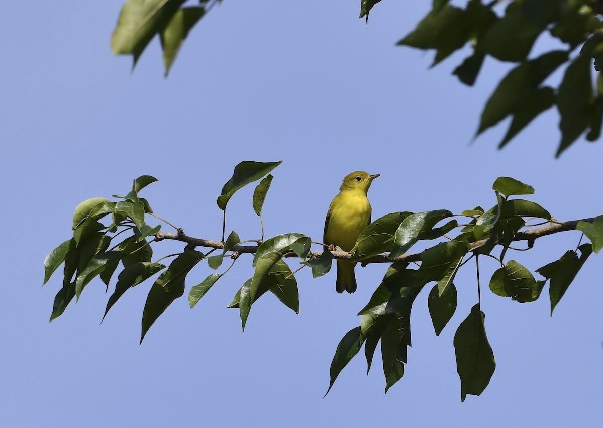 Northern Yellow Warbler - Gerco Hoogeweg