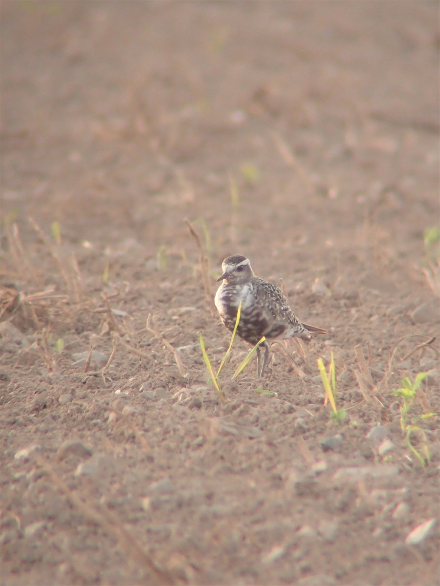 American Golden-Plover - ML607766651