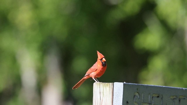 Cardinal rouge - ML607766781