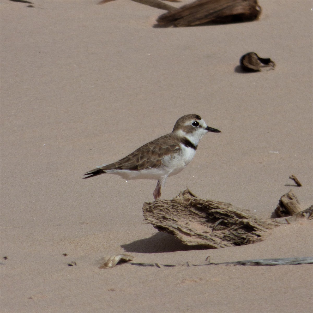 Collared Plover - ML607766931