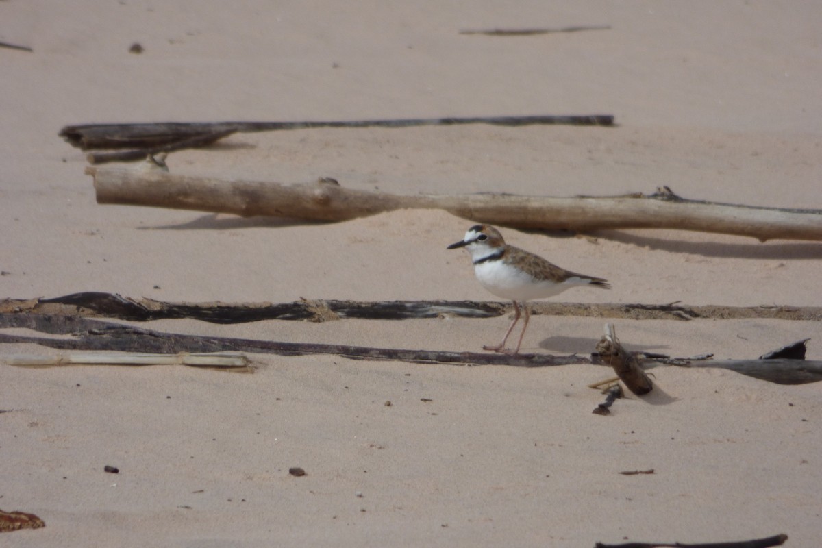 Collared Plover - ML607766951