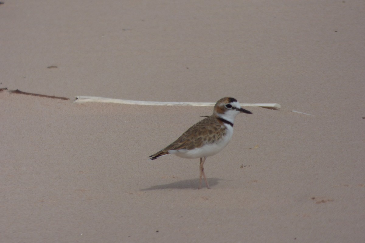 Collared Plover - ML607767111