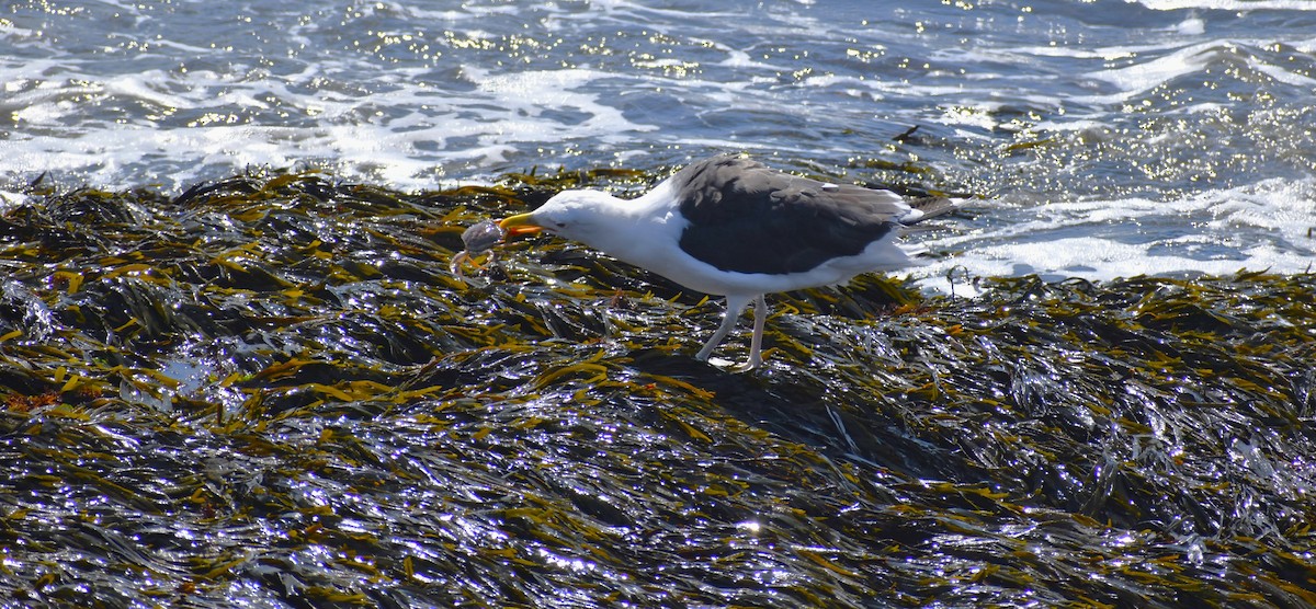 Great Black-backed Gull - ML607767411