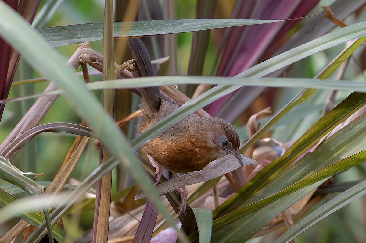 Tawny-bellied Babbler - ML607767981