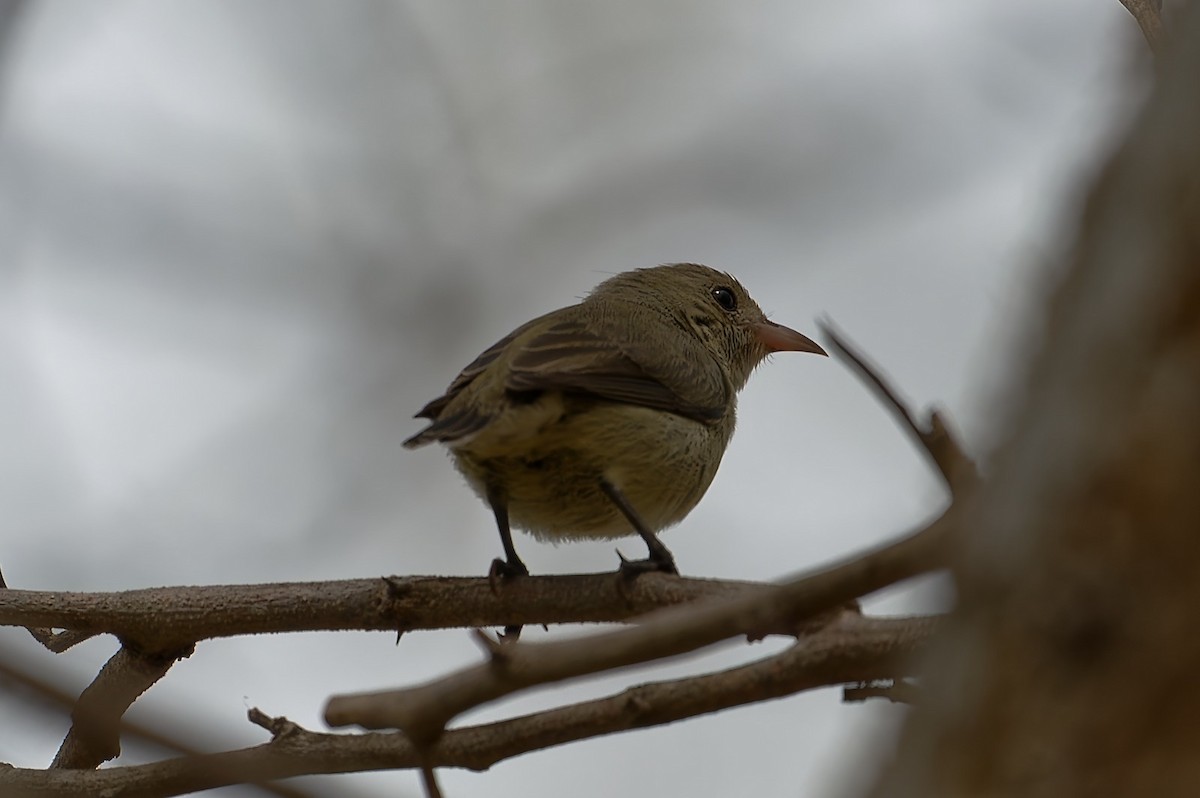 Pale-billed Flowerpecker - ML607769011