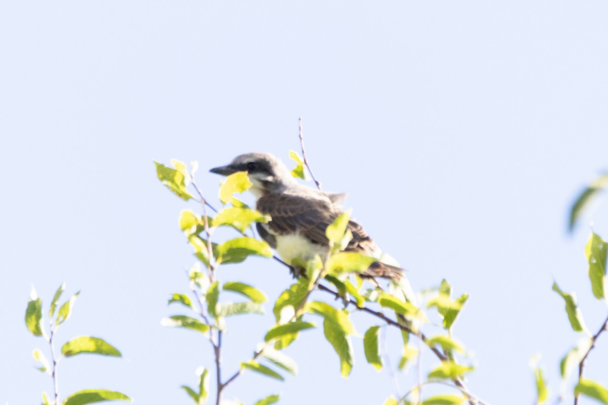 Thick-billed Kingbird - ML607769141