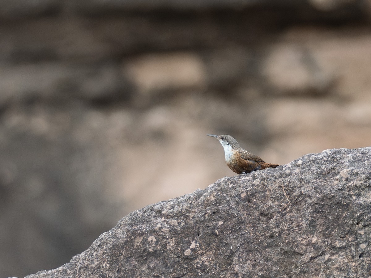 Canyon Wren - Mollee Brown