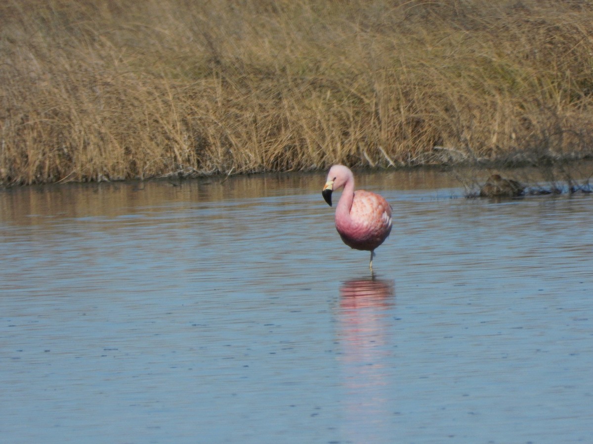 Andean Flamingo - Mauro Desch