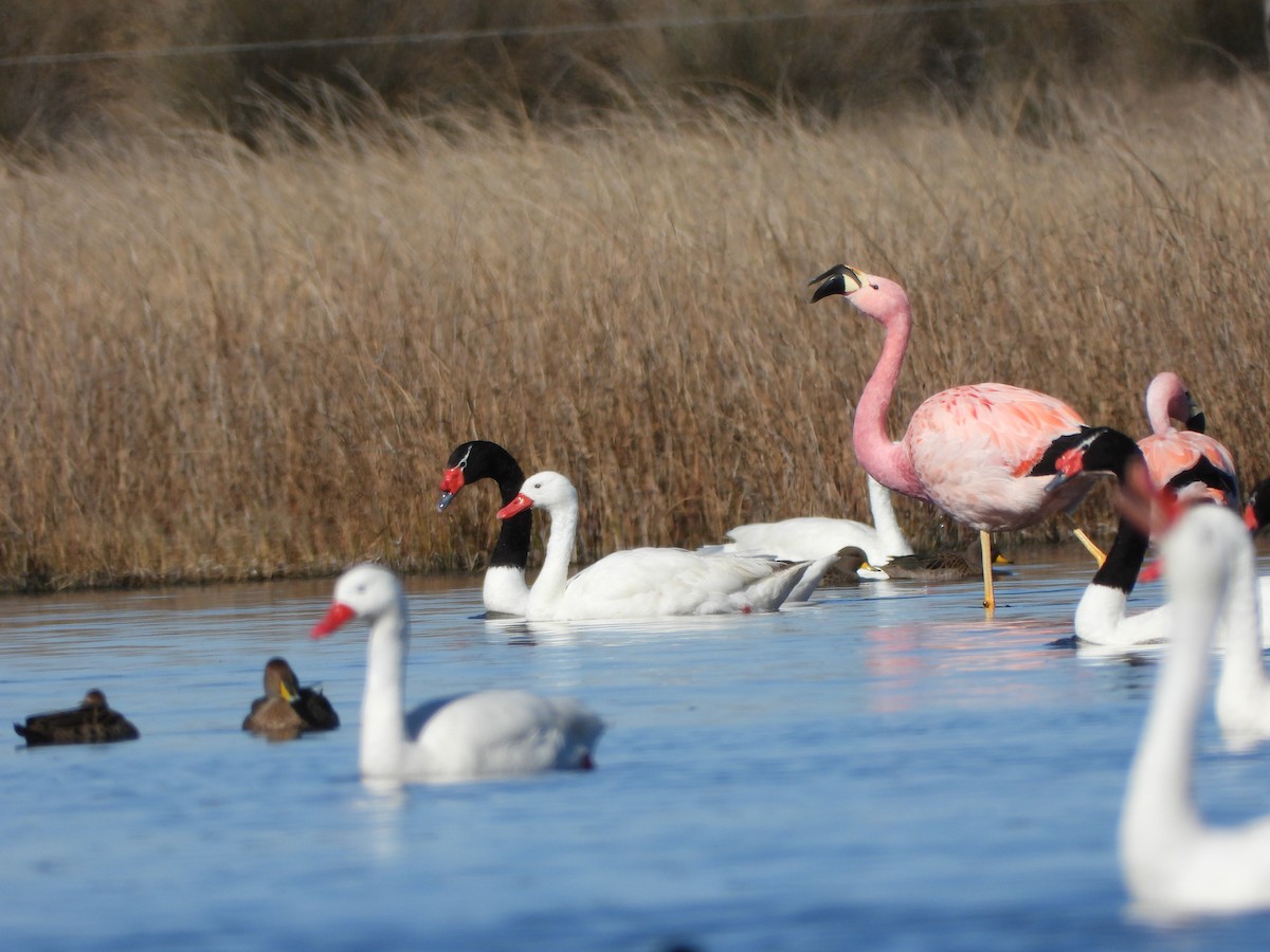 Andean Flamingo - Mauro Desch