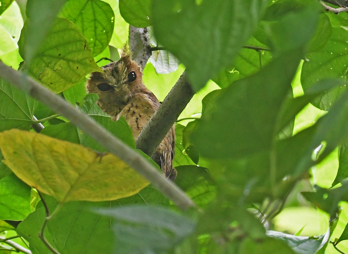Collared Scops-Owl - ML607771651