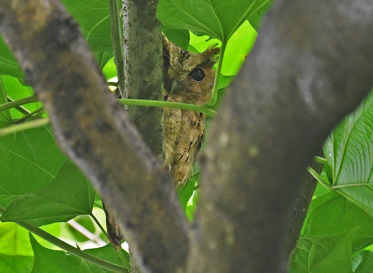 Collared Scops-Owl - ML607771661