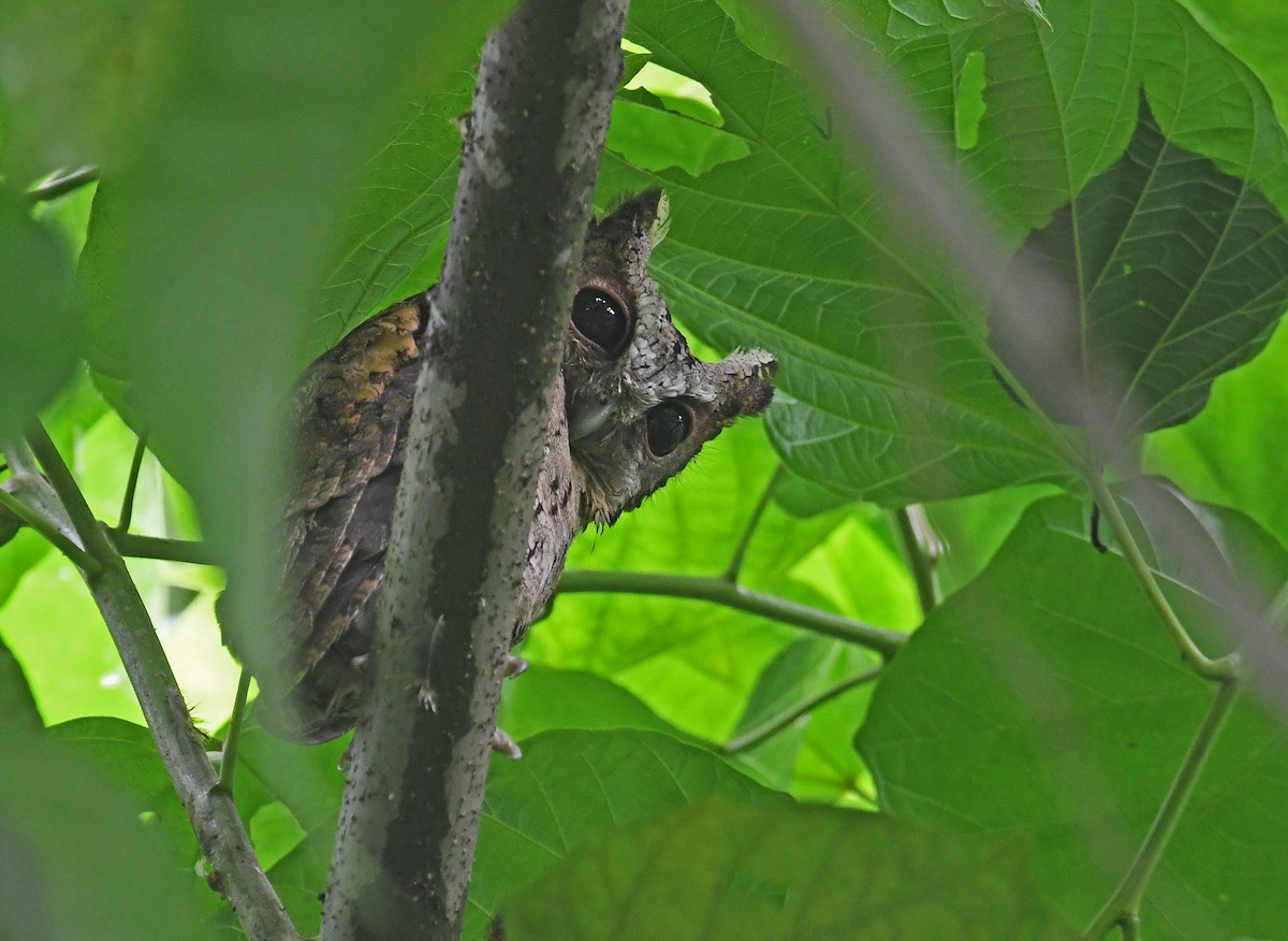 Collared Scops-Owl - ML607771671