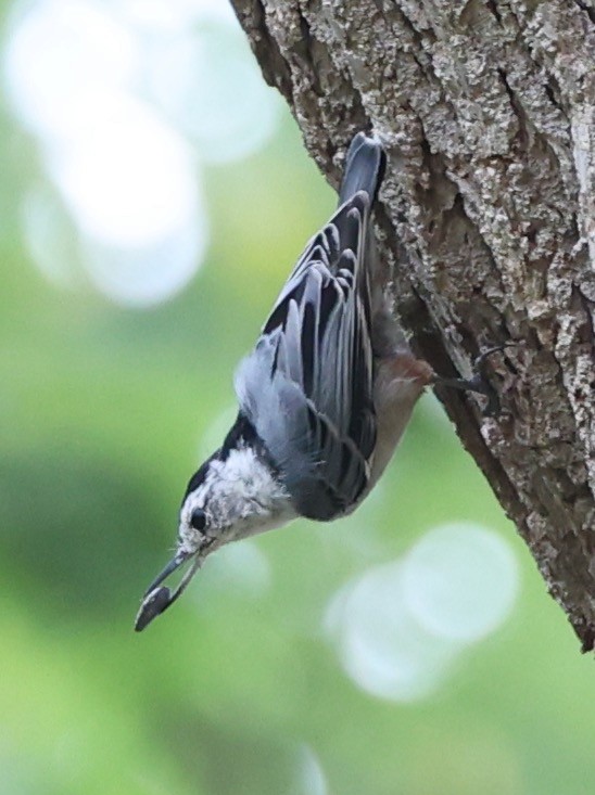White-breasted Nuthatch - ML607771801