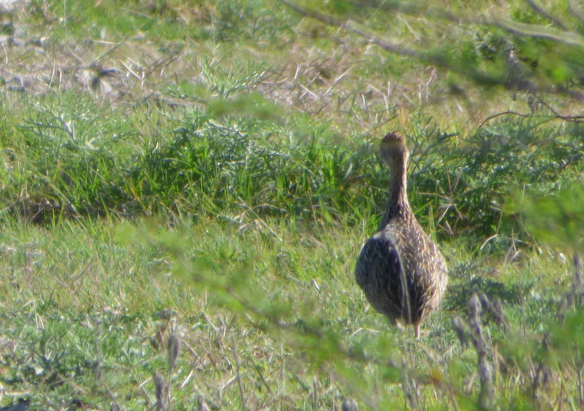 Tinamou tacheté - ML607771821