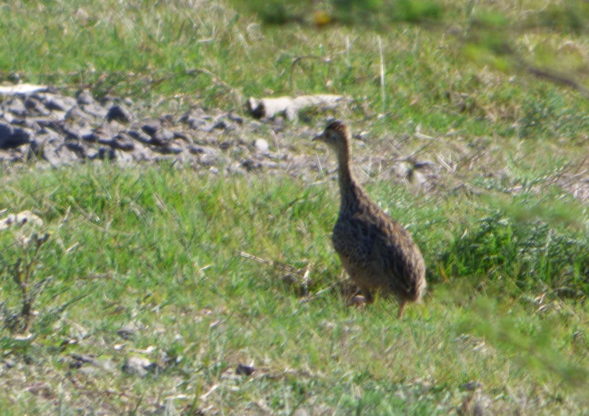 Tinamou tacheté - ML607771831