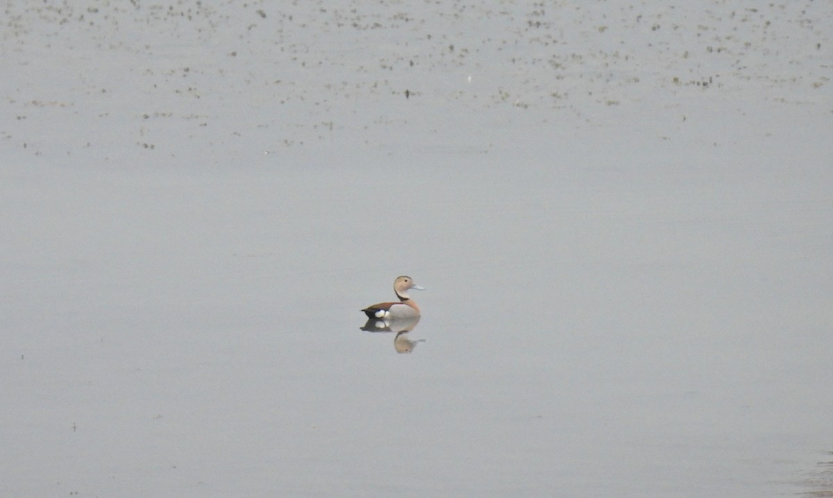 Ringed Teal - ML607771871