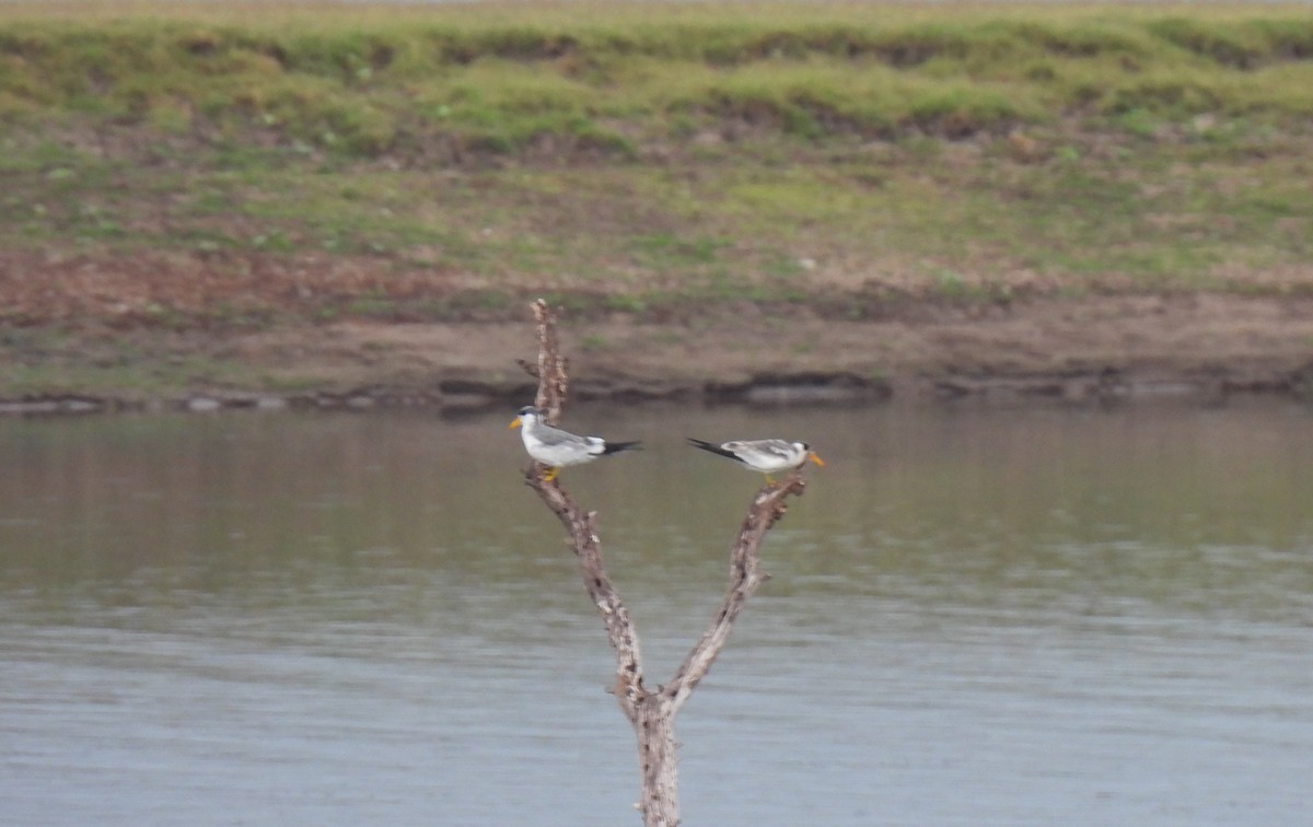 Large-billed Tern - ML607772071