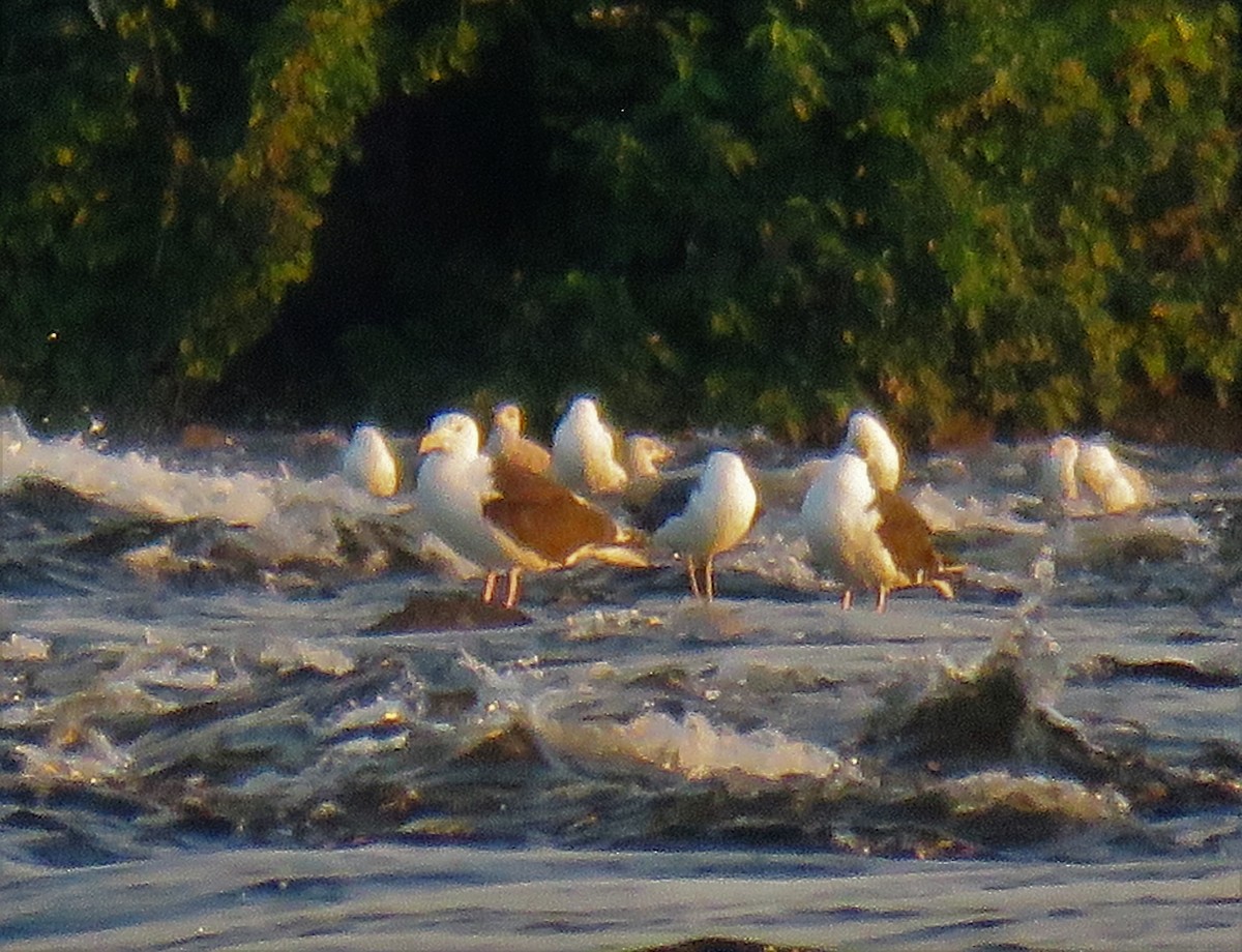 Gaviota Sombría - ML607772101