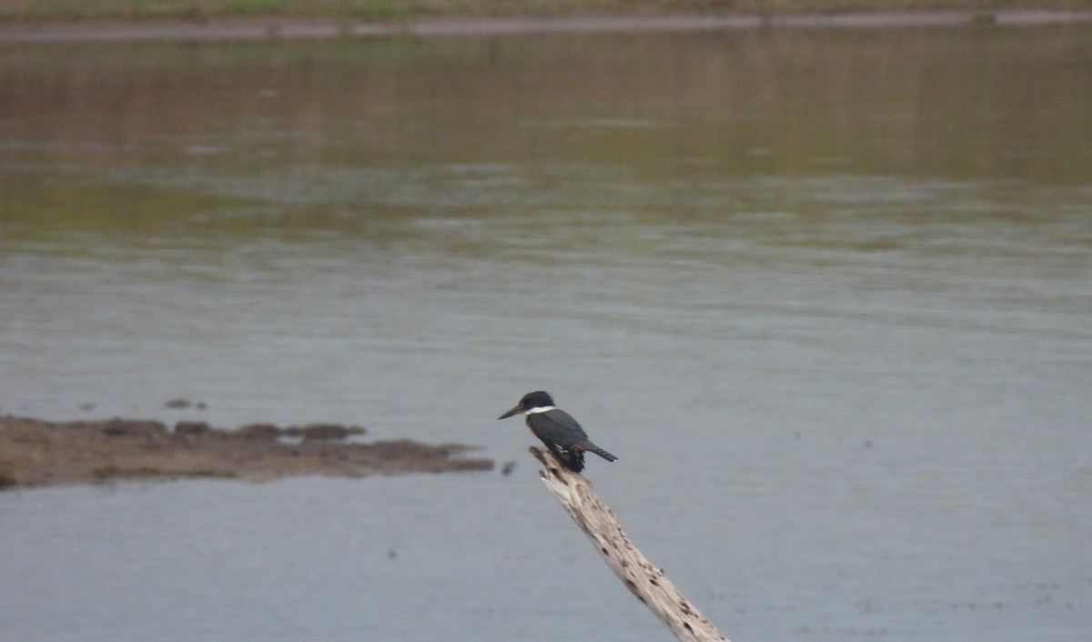 Ringed Kingfisher - ML607772371