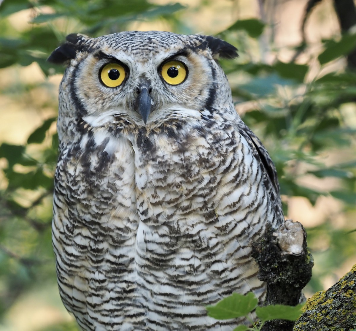 Great Horned Owl - Colin Hill