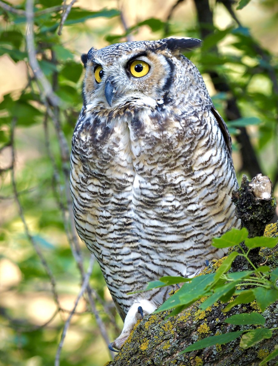 Great Horned Owl - Colin Hill