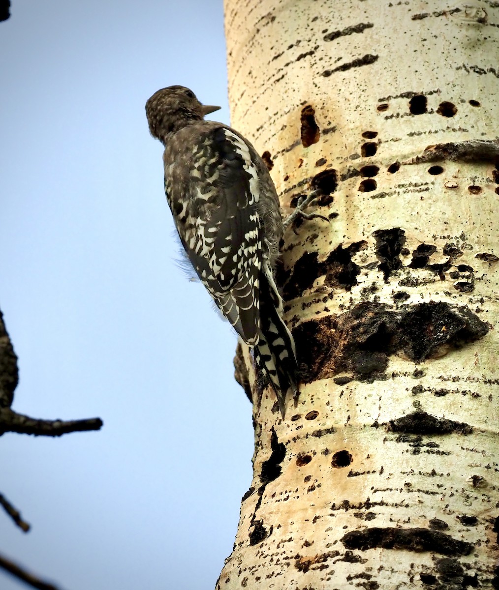 Yellow-bellied Sapsucker - Colin Hill