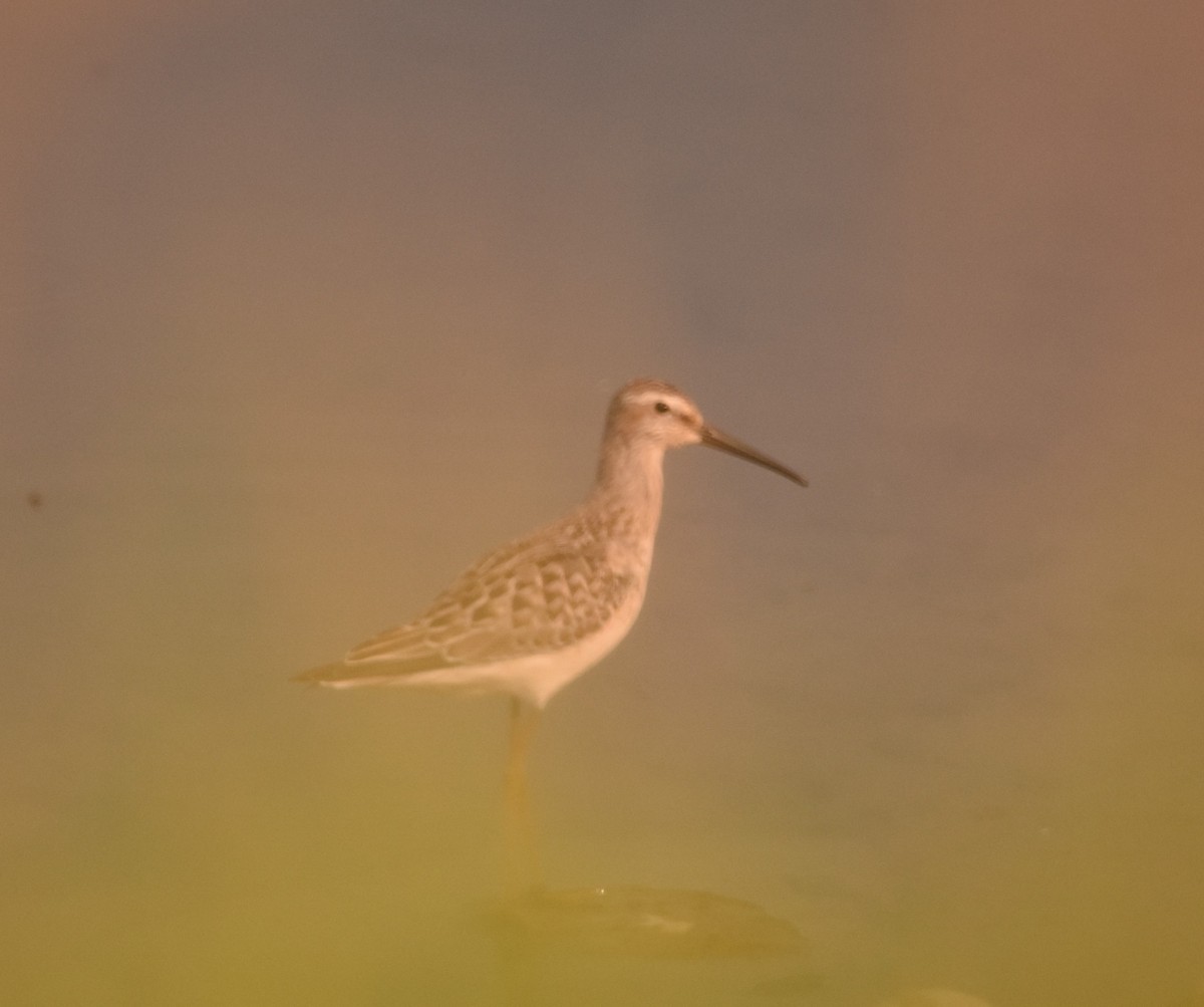 Stilt Sandpiper - ML607772801