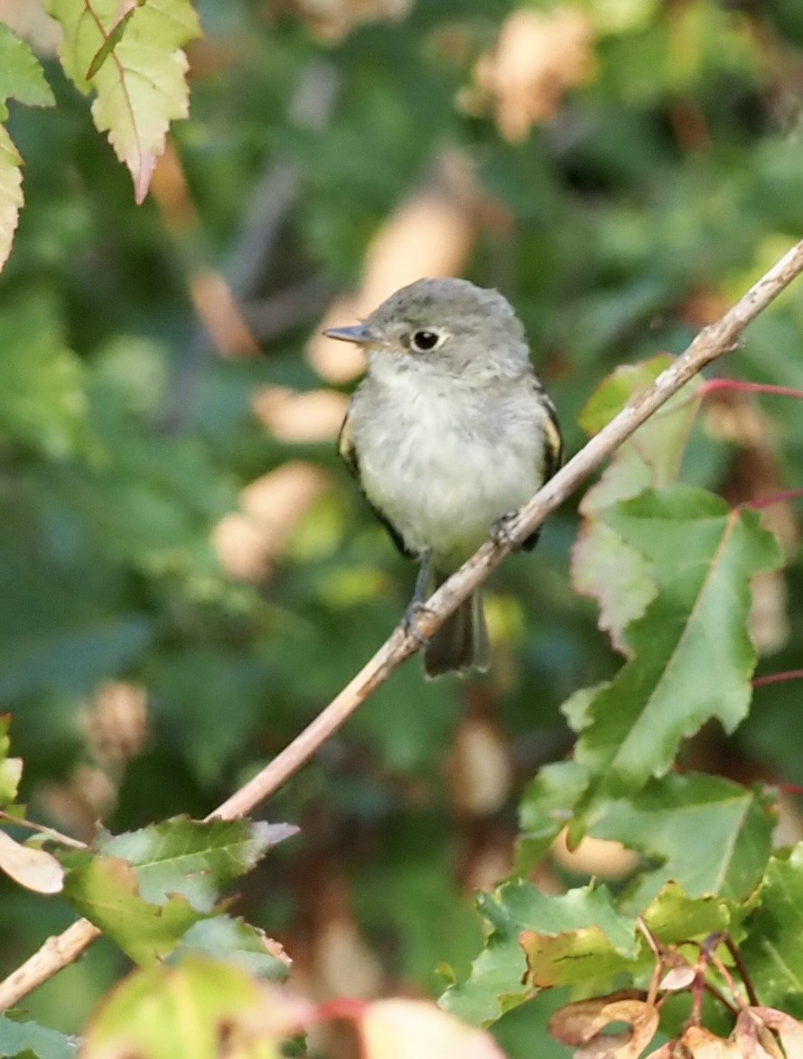 Least Flycatcher - Colin Hill