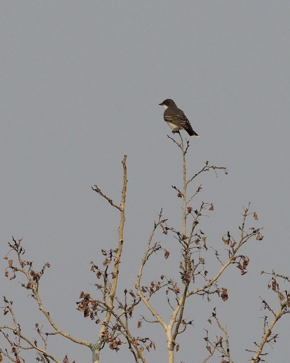 Eastern Kingbird - Colin Hill