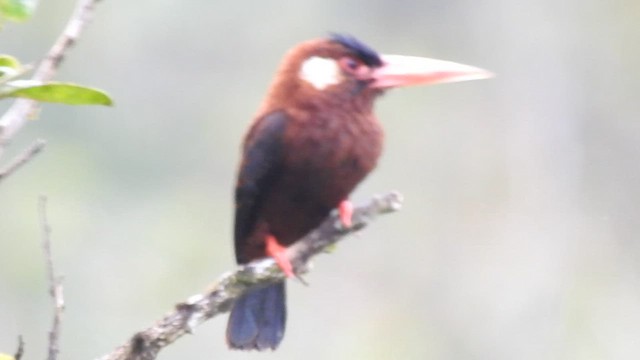 White-eared Jacamar - ML607773111