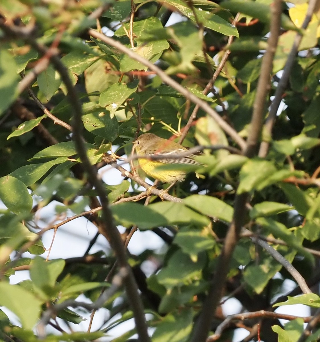 Magnolia Warbler - Colin Hill