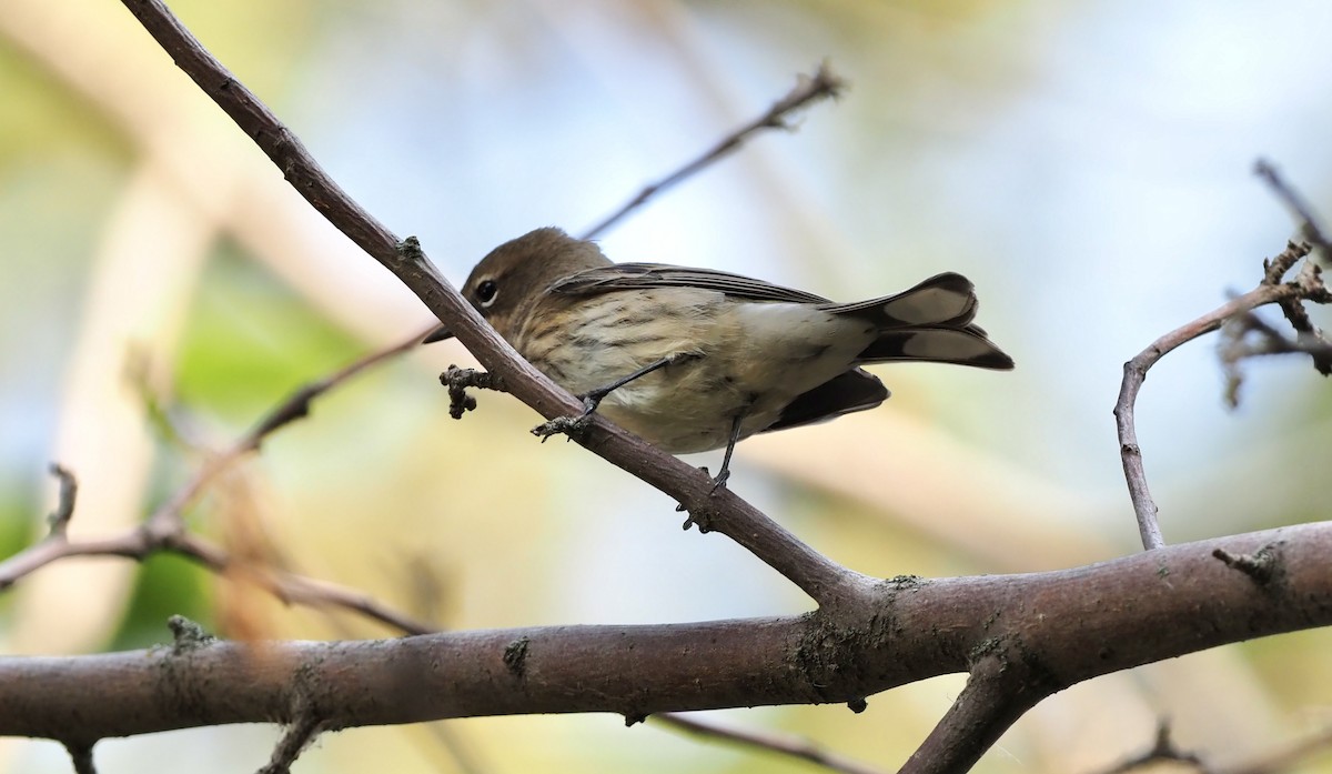 Yellow-rumped Warbler (Myrtle) - Colin Hill