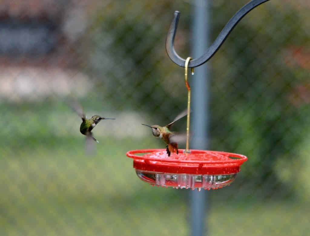 kalypta rezavolesklá - ML607773601