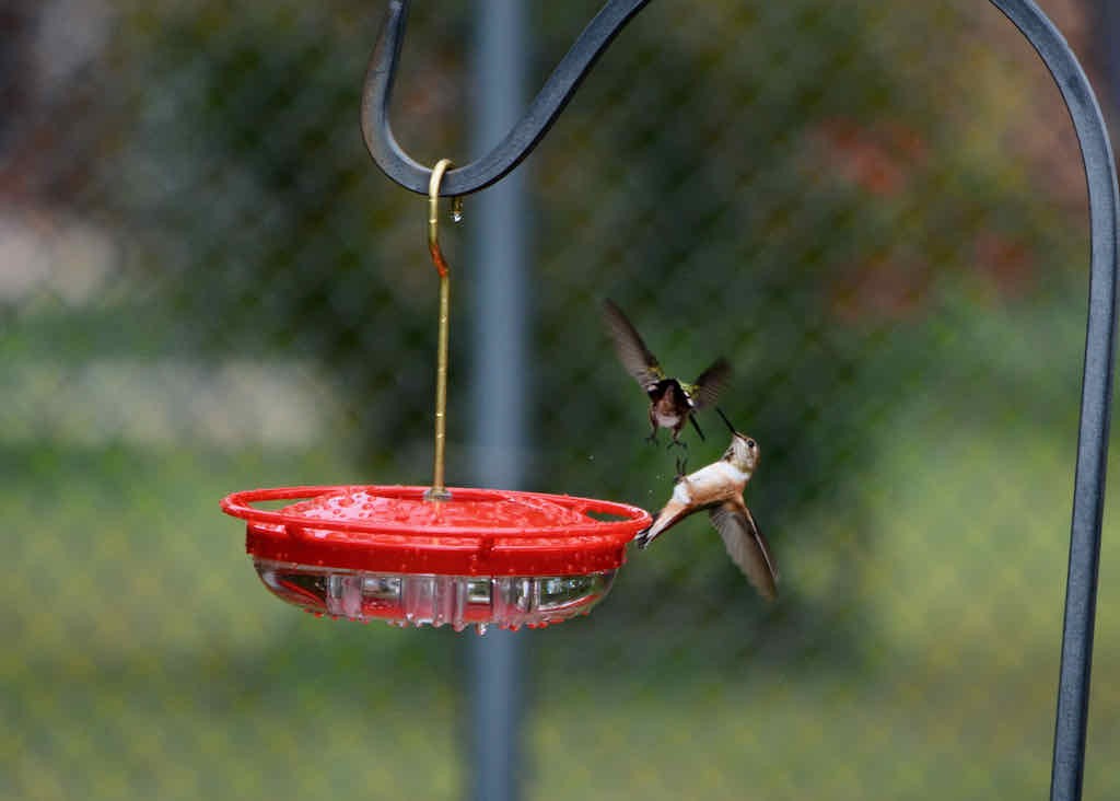 Rufous Hummingbird - Ellison Orcutt