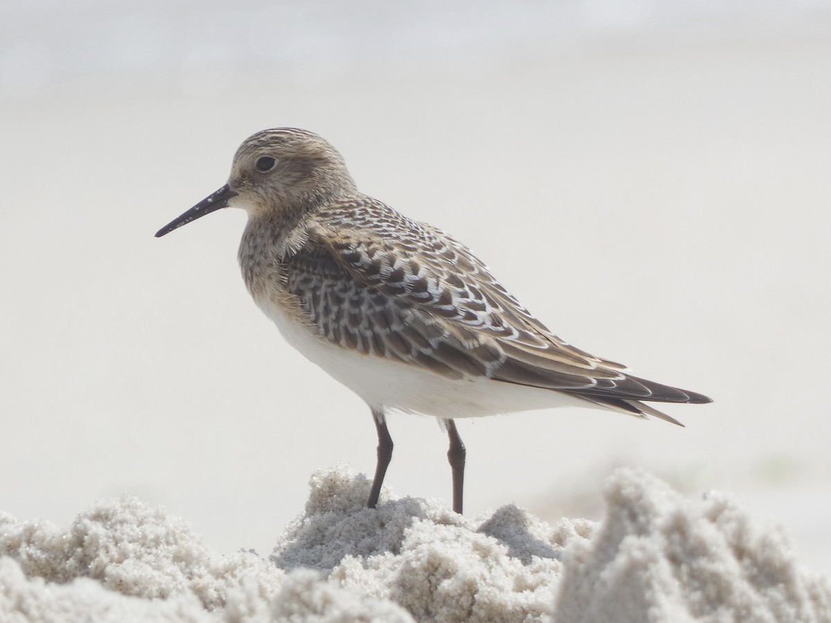 Baird's Sandpiper - Keith Jaret Klein