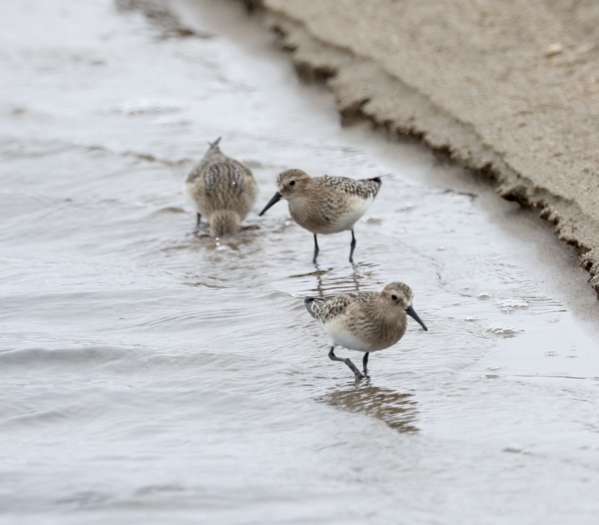 Baird's Sandpiper - ML607774561