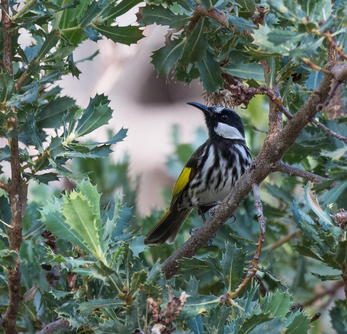 White-cheeked Honeyeater - ML60777471