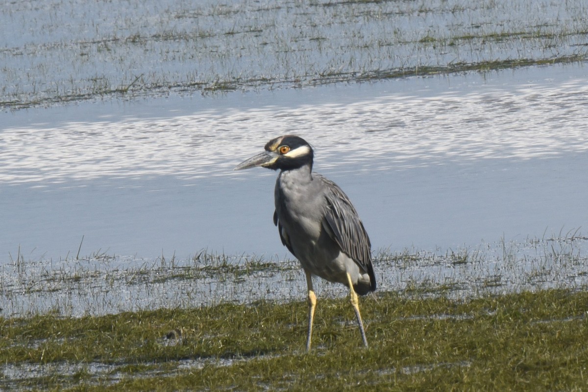 Krabbenreiher - ML607774911