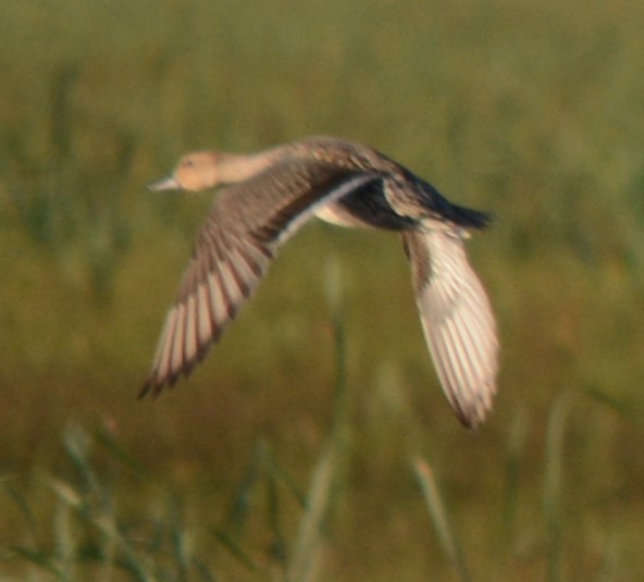 Northern Pintail - ML607774921