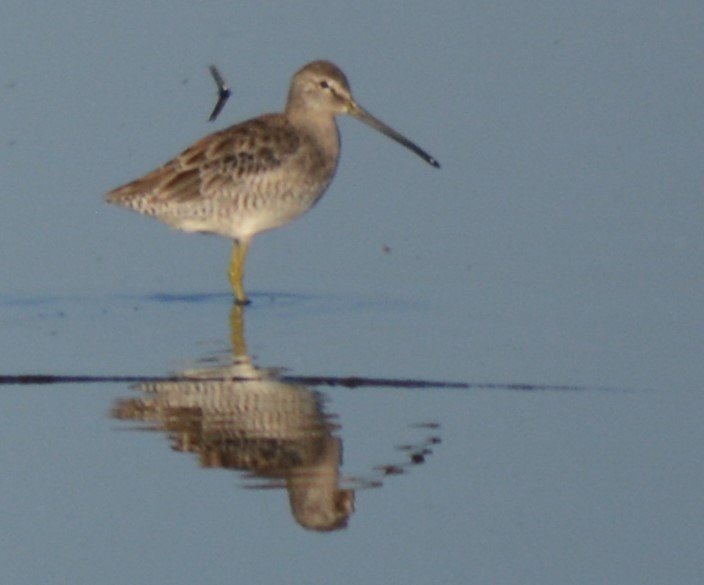 Long-billed Dowitcher - ML607775551
