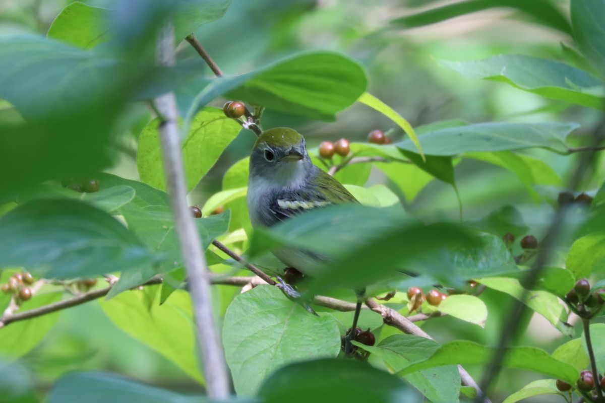 Chestnut-sided Warbler - ML607775641