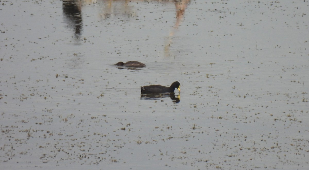 Red-gartered Coot - ML607775911