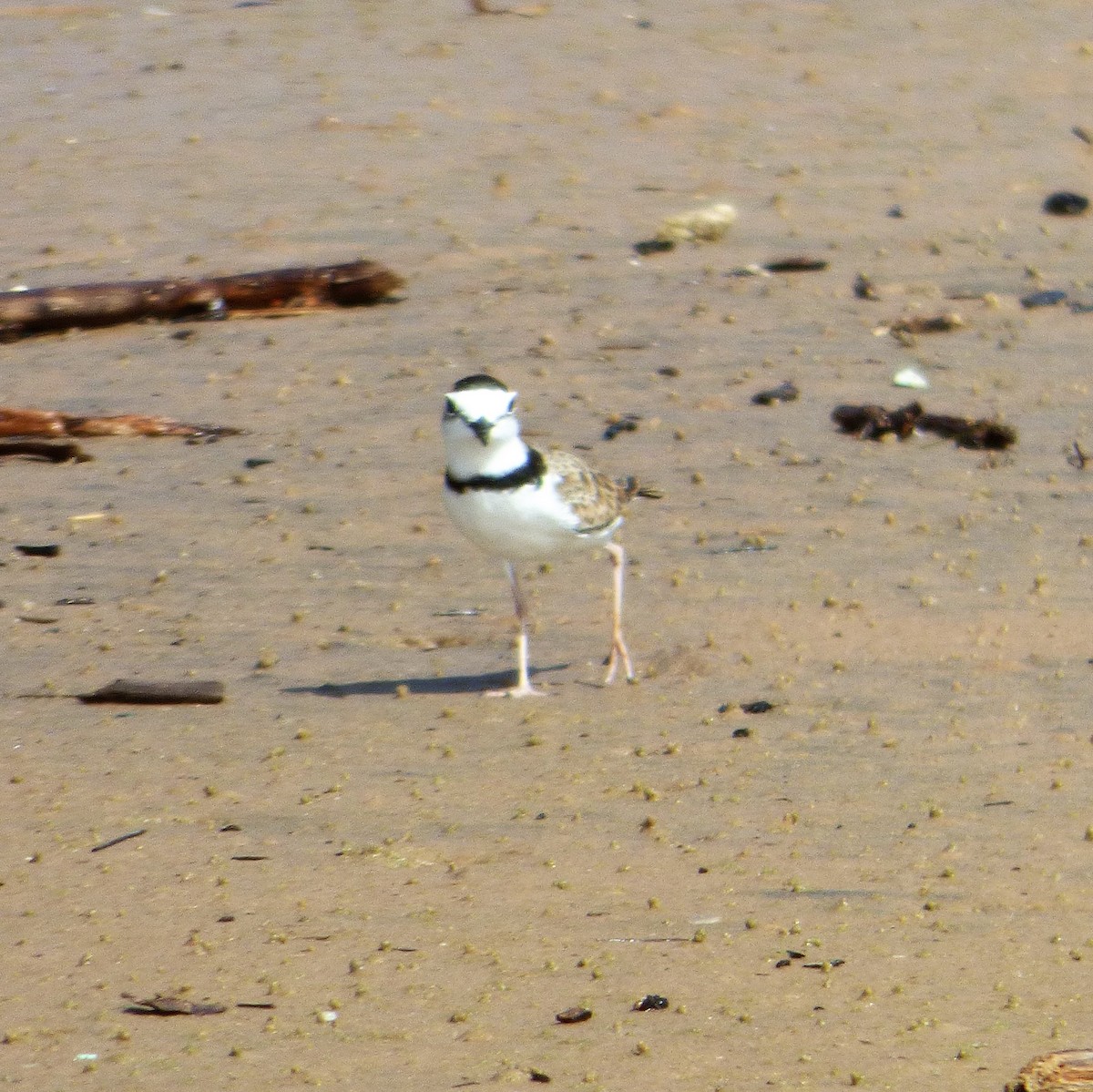 Collared Plover - ML607775941