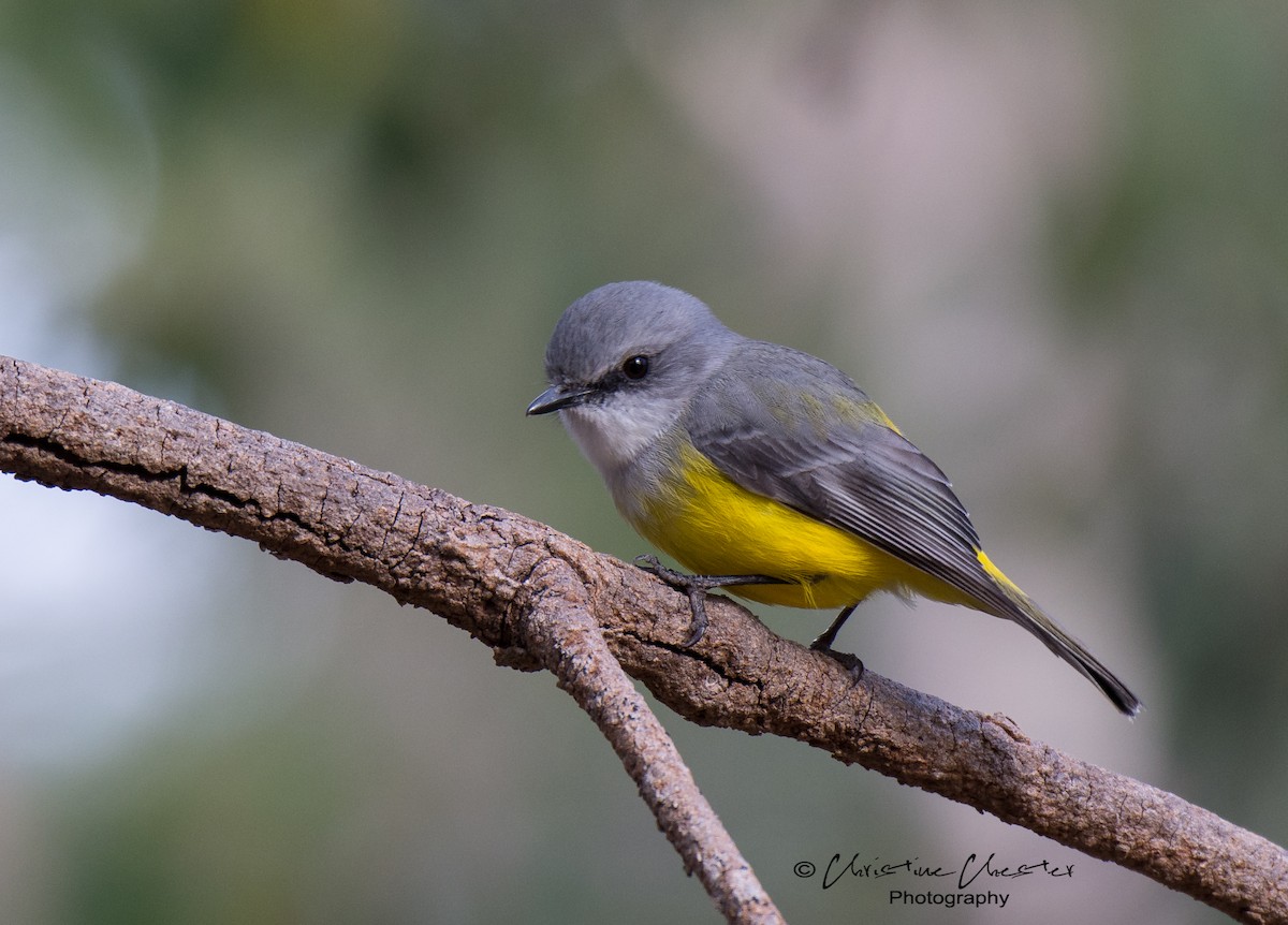 Western Yellow Robin - Christine  Chester