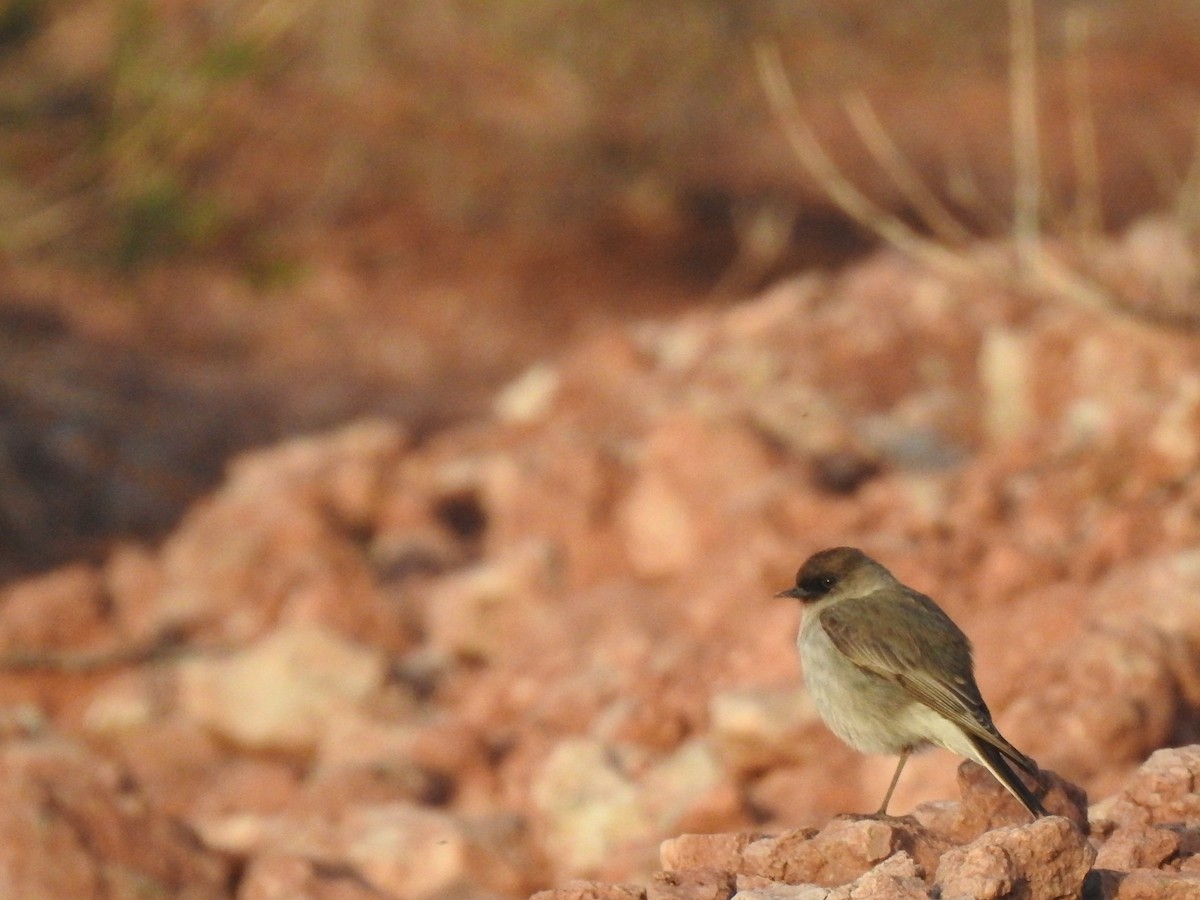 Dark-faced Ground-Tyrant - Pachi Girini