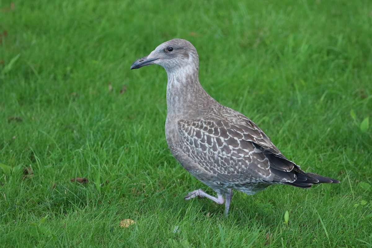 American Herring Gull - ML607777311