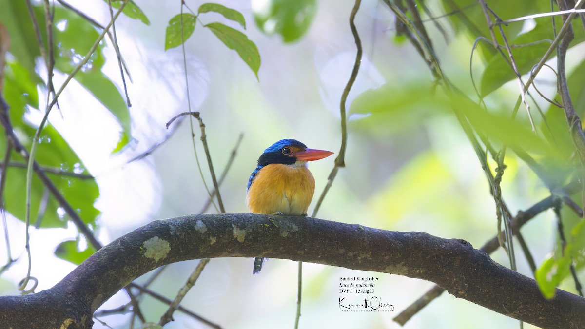 Banded Kingfisher - ML607777501