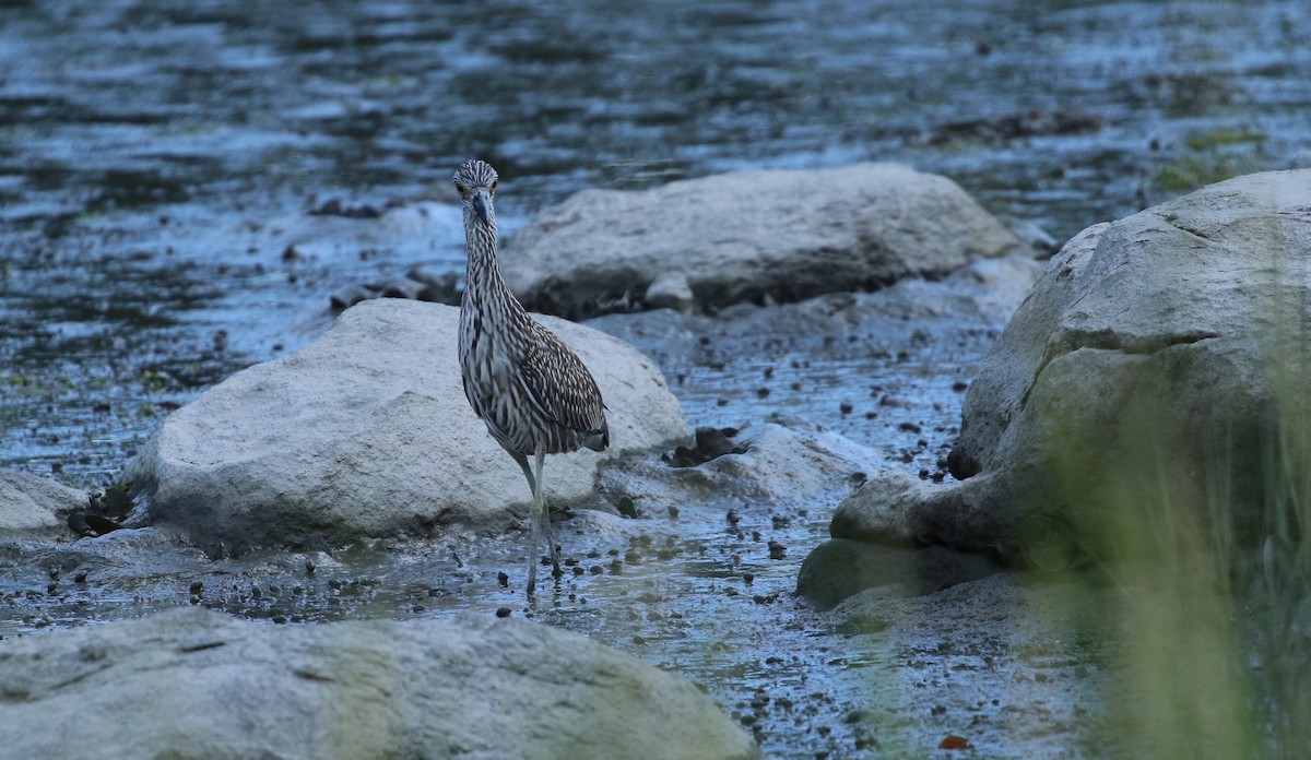 Yellow-crowned Night Heron - ML607777541