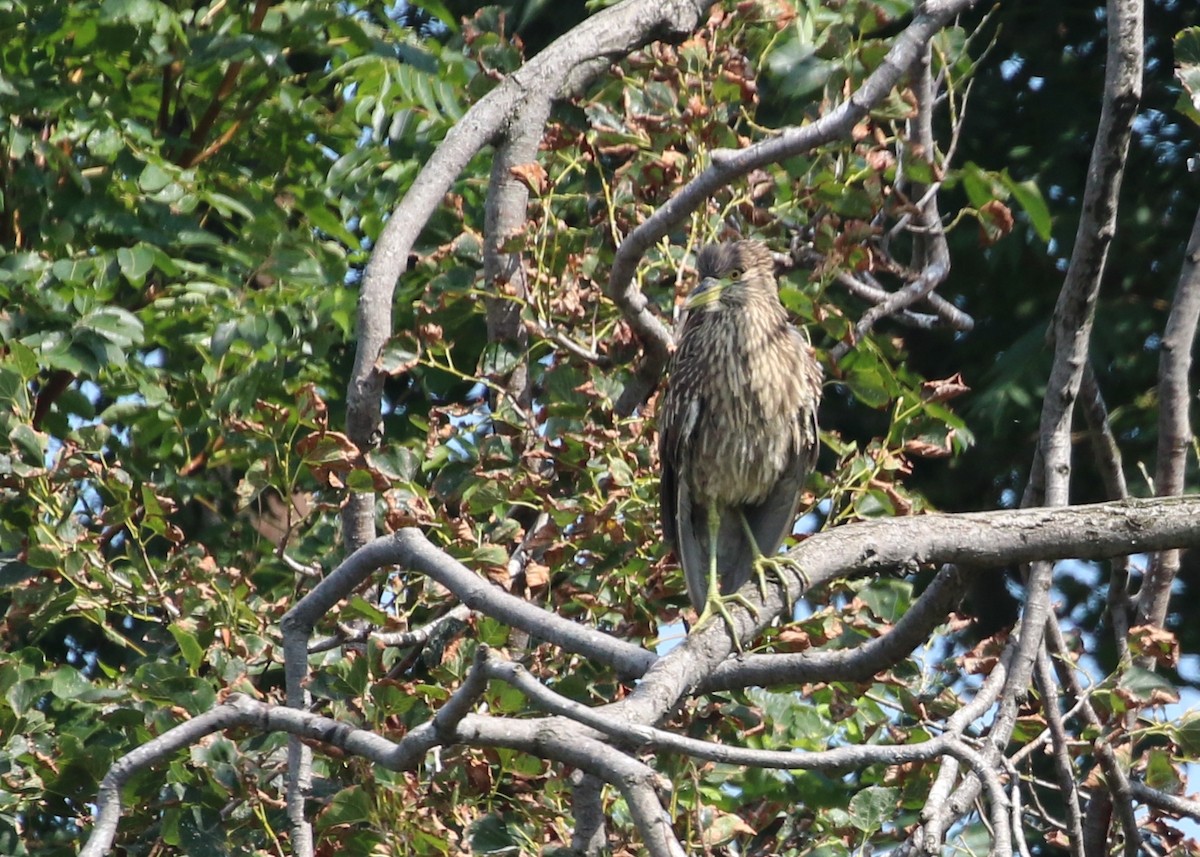 Black-crowned Night Heron - ML607778081